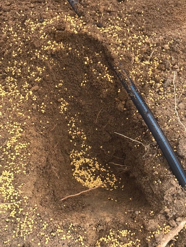 fertilizerpluS's tweet photo. A #research #trial is up + running with new #Papaya crop using our #Agrocote P (planting) + #Polysulphate (top dress) #fertilizer in Linhares, Espírito Santo state, #Brazil.
All under the watch of consultant Geraldo Ferreguetti, from Nortes, aiming for greater #yield + #quality. https://t.co/RjynUM2Q2U