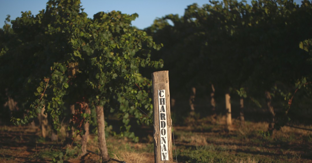 Did you know that Chardonnay can be grown in both cool and warm regions? The cool climate versions are usually higher in acidity, while warm versions tend to be more fleshy. 

What’s your favourite Nugan Estate Chardonnay? (hint, we have 8!)