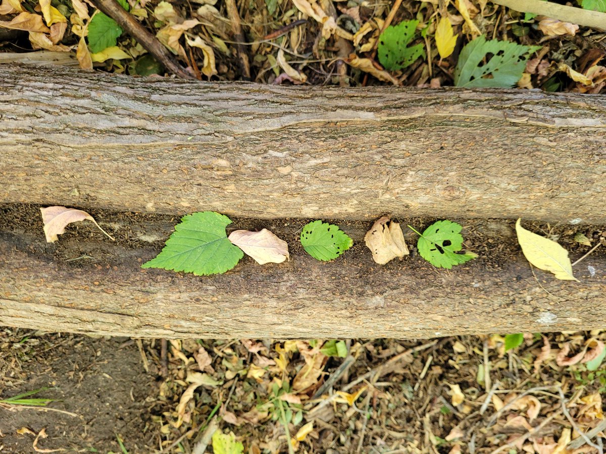 ReilkoffT's tweet photo. More #TinyPerfectThings as we construct patterns using loose parts in #ForestSchoolBlaineLake. Simple patterns lead to more complex ones as students built and talked, added to and rearranged their existing natural items.
Then they played ... which is also a perfect thing! https://t.co/CuknB2JMIE