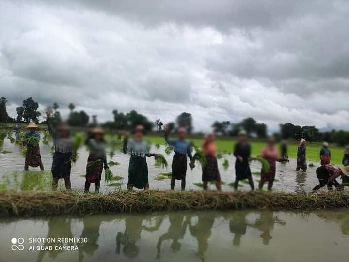 susandarhtet's tweet photo. 🌾Anti-junta Planting Paddy Strike by Farmers of #Sa_lin Township , #Magway on September 14 🌾

#UN_NoProcrastination
#Sep14Coup 
#WhatsHappeningInMyanmar https://t.co/MkFicpLwBH