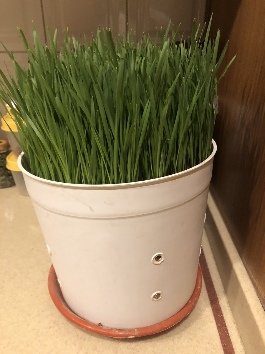 باحث زراعي بيئي tweet media