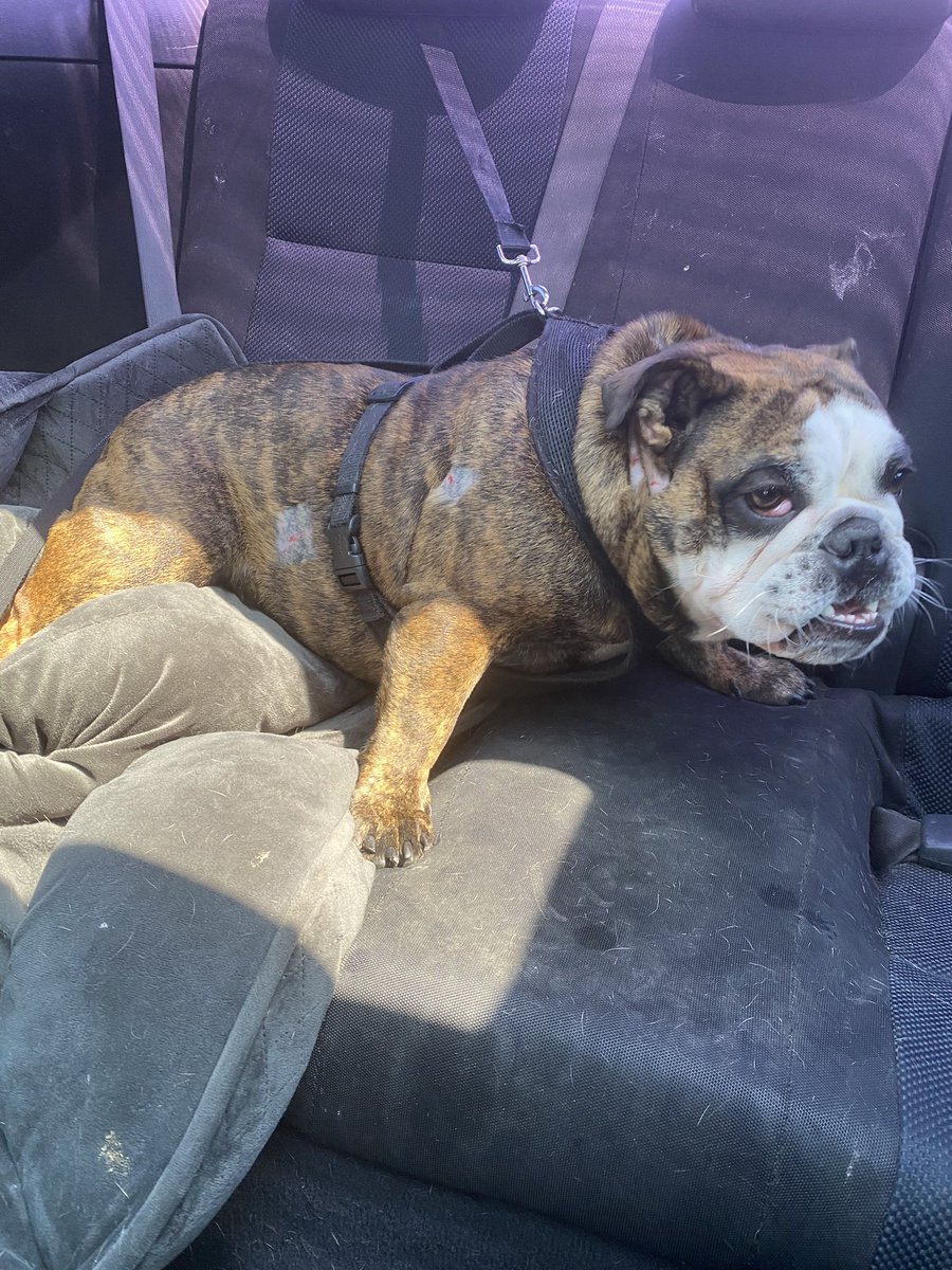 On Friday, outside Apt Dog Park, my dog — who was off the leash — ran up to neighbor (woman) walking 2 of 4 rescue pitbulls. The 2 pits attack her, tore her ear &amp; intent to kill. I got bit piving the pits lockjaw off pup w/ owner stand + yell “Stop… No.” Read more below. #dogdad