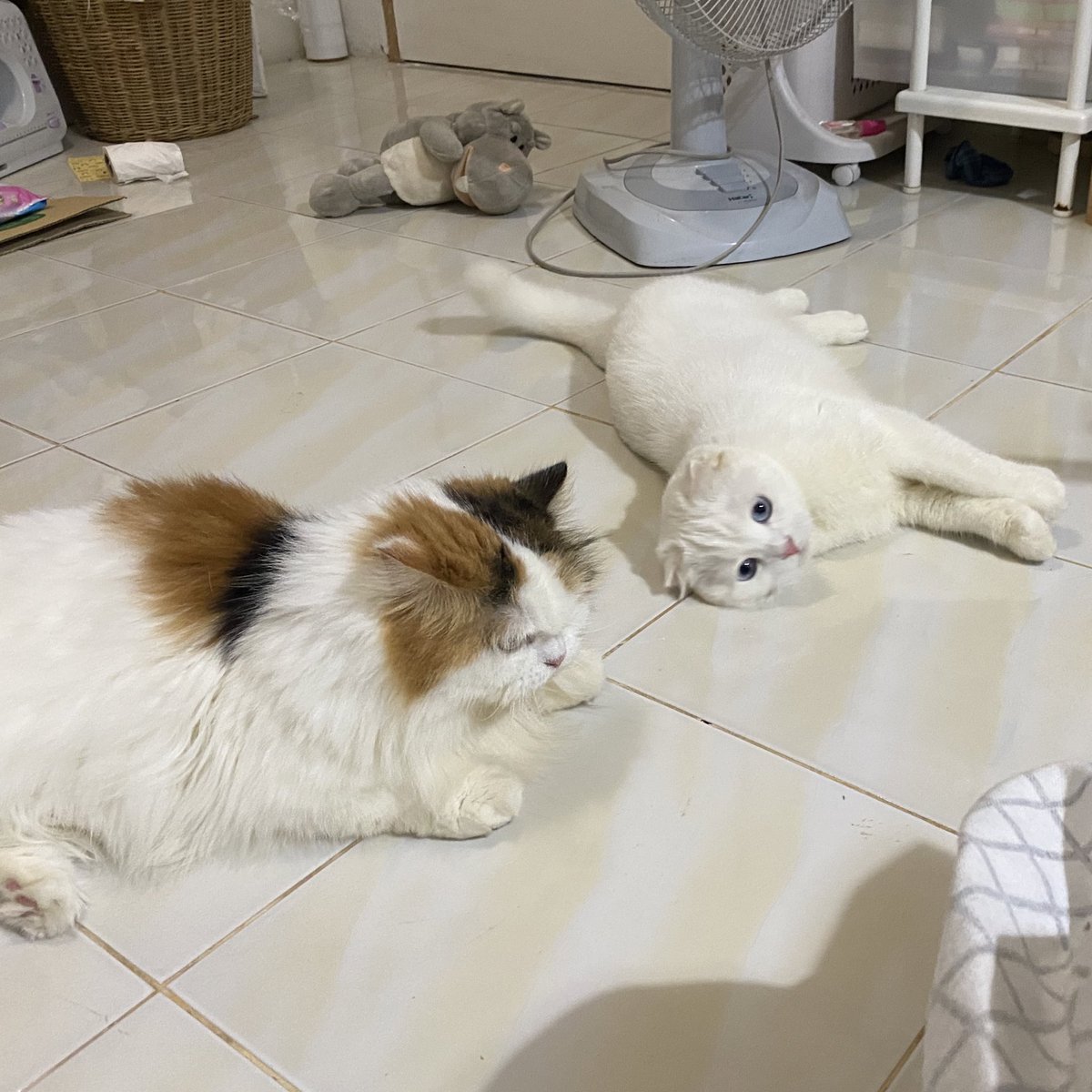 awwwfluffy's tweet photo. อยักนอนใกล้ๆอุนแมะ https://t.co/j1rRYuEypl