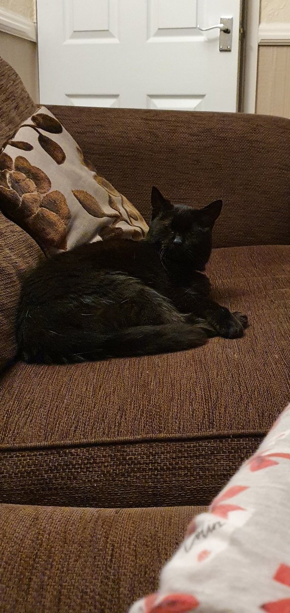 Hollypanfur's tweet image. Love nothing more than the peaceful time in a morning when it's just me &amp;amp; mum. No dad &amp;amp; small one cluttering up the place. Enjoy your day pals! #panfursquad #CatsOfTwitter #sleepwithoneeyeopen