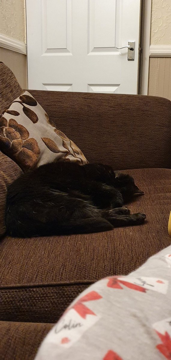 Hollypanfur's tweet image. Love nothing more than the peaceful time in a morning when it's just me &amp;amp; mum. No dad &amp;amp; small one cluttering up the place. Enjoy your day pals! #panfursquad #CatsOfTwitter #sleepwithoneeyeopen