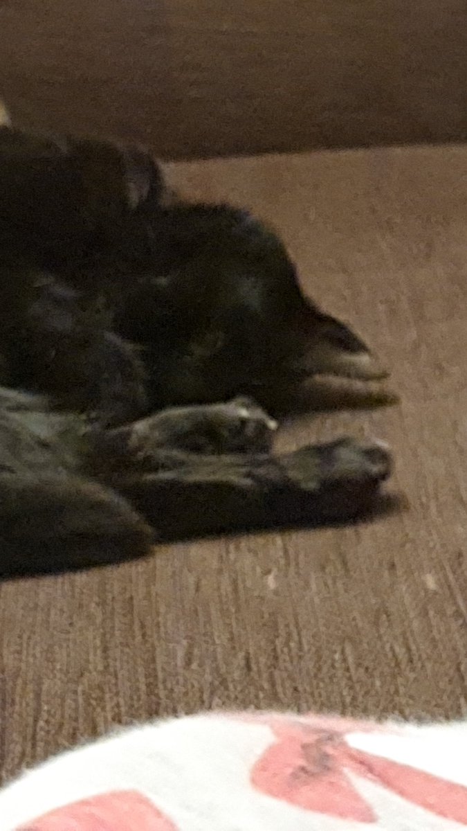 Hollypanfur's tweet image. Love nothing more than the peaceful time in a morning when it's just me &amp;amp; mum. No dad &amp;amp; small one cluttering up the place. Enjoy your day pals! #panfursquad #CatsOfTwitter #sleepwithoneeyeopen