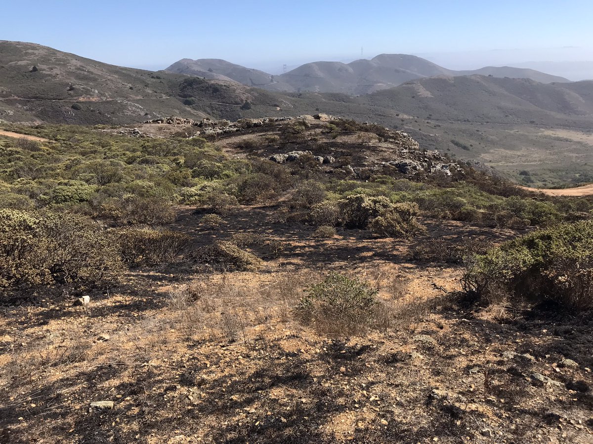 AForrestel's tweet image. #HawkFire in the Marin Headlands last night. 2 acres. Thank goodness for @marincountyfire @SMFDinfo and of course @fog_karla. It burned chert grasslands and coastal scrub. Will be interesting to see what plants pop up in the spring.