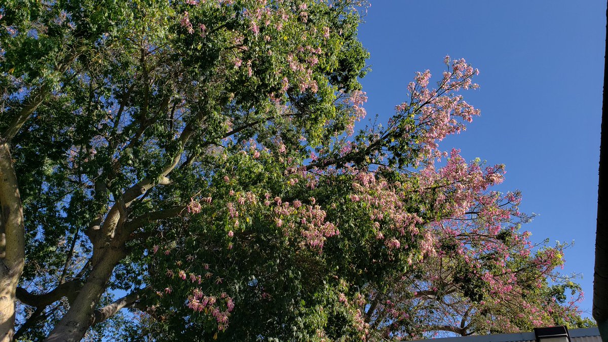 ElizabethJG21's tweet photo. From 9-4-21. I voted No in person in the Recall by dropping off my completed ballot to the poll workers. I received my confirmation that my vote was counted from Where'sMyBallot. Photos below are at a voting place Sepulveda Garden Center, Encino. #YesScience  #VoteNoOnTheRecall https://t.co/9VdrR8yPMS
