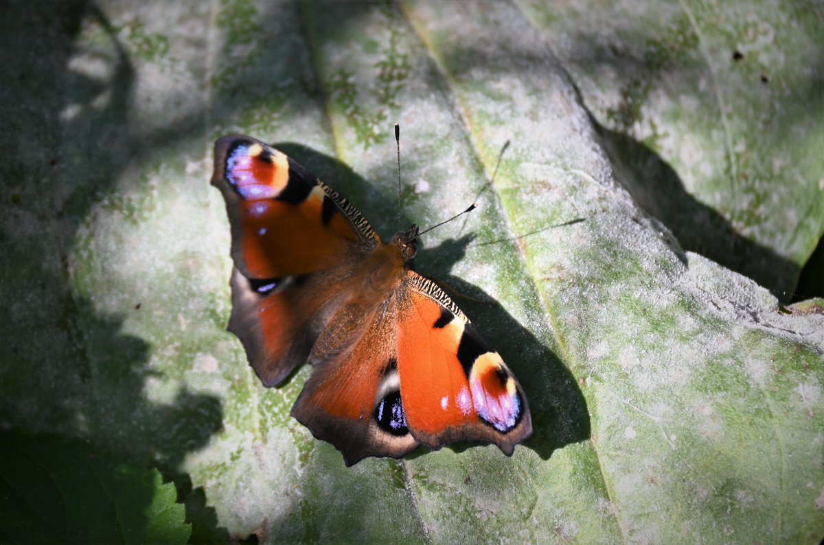 vs_ch12's tweet photo. Dobré ráno a příjemný den. 🦋 https://t.co/TfCDTcq2kD