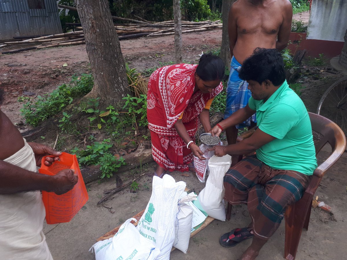 bjsmindia's tweet photo. #Sustainable_RuralLivelihood : We have been continue our Green #FodderSeed Distribution Programme for better & profitable Livestock Farming in #WestBengal @CIMMYT @CEDSI_India @INDIACSR @NDDB_Coop @companycsr @BRLF_India @bckvofficial @atari_v https://t.co/uRpqLI7ntQ