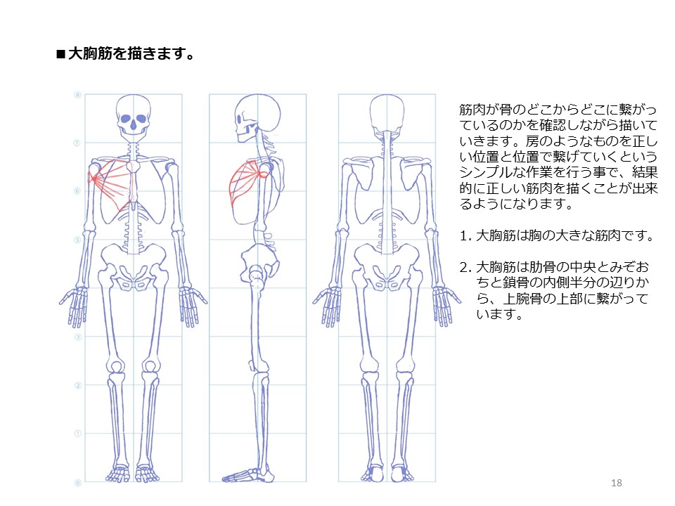 簡単マスター人体三面図(6/13)

足は頭より少し大きめに描きます。骨格は完成です。そして筋肉を描いていきます。筋肉は骨のどこからどこへと繋がっているのかを理解しながら描いていきます。大胸筋は肋骨と鎖骨から上腕骨の上部に繋がっています。

PDF版のDLはこちら。
https://t.co/i3cTwrnoDS 