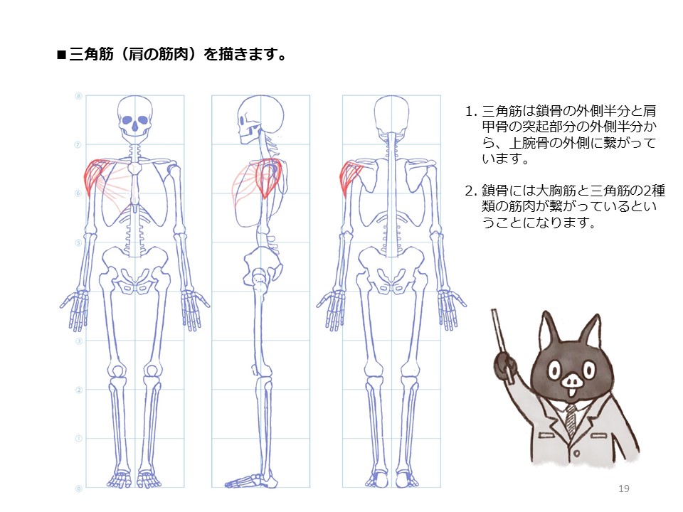 簡単マスター人体三面図(6/13)

足は頭より少し大きめに描きます。骨格は完成です。そして筋肉を描いていきます。筋肉は骨のどこからどこへと繋がっているのかを理解しながら描いていきます。大胸筋は肋骨と鎖骨から上腕骨の上部に繋がっています。

PDF版のDLはこちら。
https://t.co/i3cTwrnoDS 