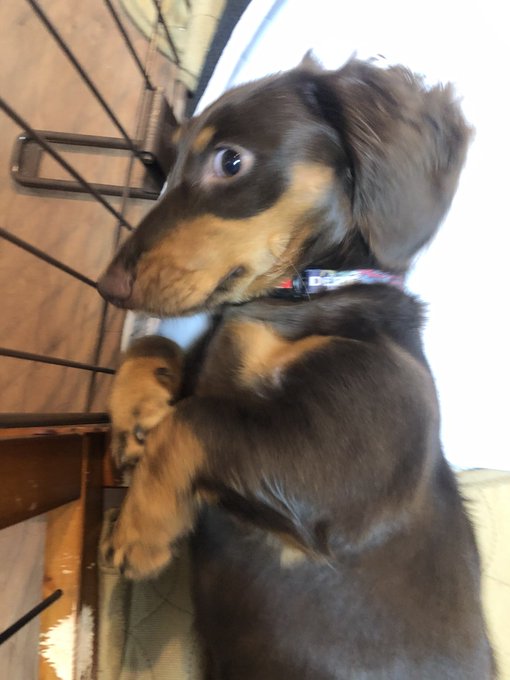 寝てるとこ上から撮られてびっくりしてる犬です 