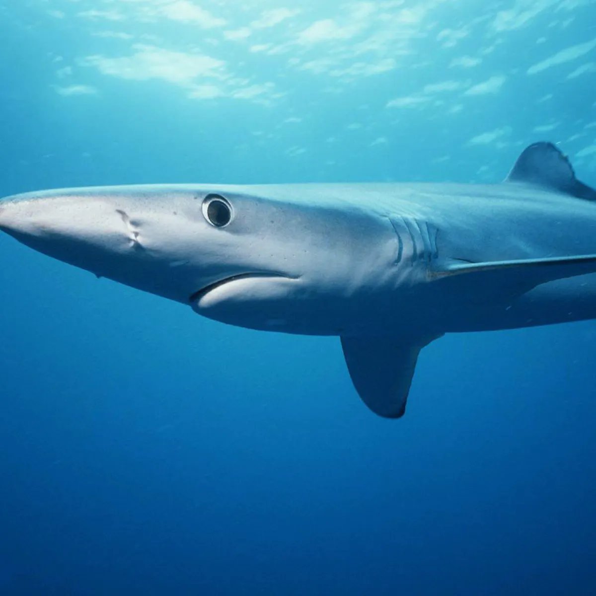 Big congrats to <a href="/sush_mukherji/">Sushmita Mukherji</a> for publishing her work on Blue Shark life history. Blue sharks are the worlds most heavily caught species, and this info will help WCPFC management particularly. Also great to see @Jon_Smart1's Bayesian approach in action! rdcu.be/cxHM6