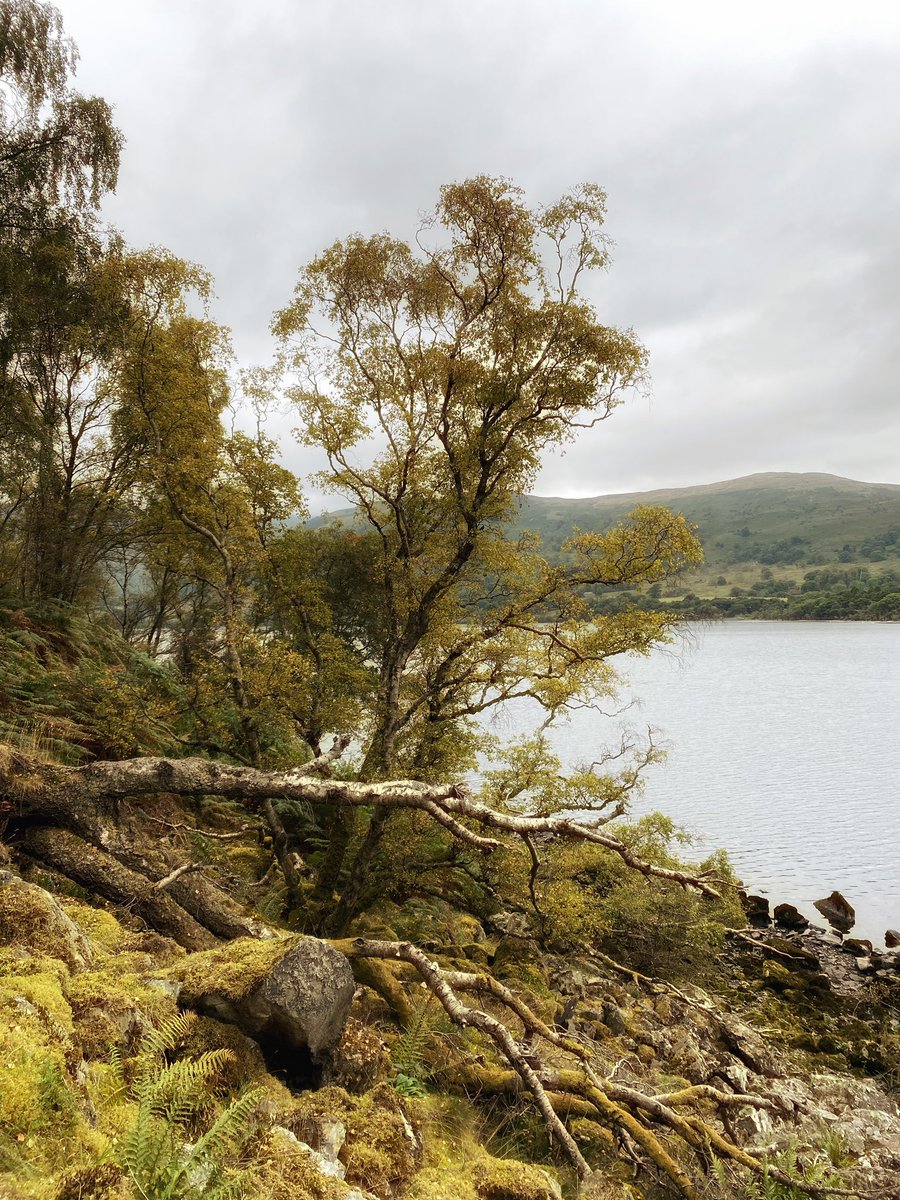 As we walked down the east bank of #ullswater the autumn colours were evident in some areas, primarily birch. It was a beautiful walk. #walking #Autumn #autumn #walkinginthelakes