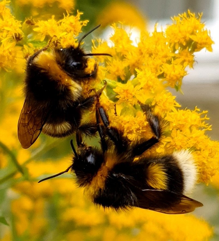 Busy as a bee putting finishing touches to help-the byrds-bach crowdfunder. Starts Sunday. Can't wait. Photo by yours truly do re-use <a href="/lidbert/">Lidbert</a>
<a href="/ChristChurchWD/">Christ Church, West Didsbury</a> <a href="/damianjokeeffe/">Damian O'Keeffe</a> <a href="/timmouse/">Tim Morgan</a> <a href="/NickPritch89/">Nick Pritchard</a> <a href="/18thCCOrchestra/">18thCCOrchestra</a> <a href="/clozcmorr/">Angry Byrd</a> <a href="/AgiBergman/">Agnes Bergman 💙💛 🇺🇦StandWithUkraine</a> <a href="/SingingIsobel/">IDMS</a> <a href="/rowleydj/">David Rowley</a> <a href="/clarewilkinson/">Clare Wilkinson 💙</a>