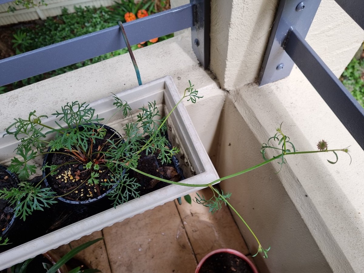 Dr Yvonne Davila tweet media