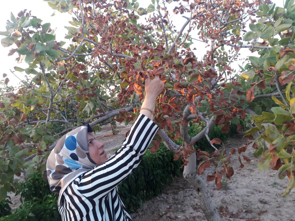 Cülmen Köyü saha ziyaretlerimizde son yıllarda görülen fıstık hastalikları hakkinda bilgilendirmelerde bulunduk.