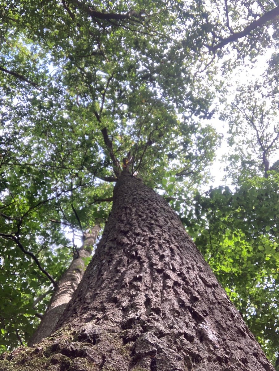 Beautiful #oaks not far from us #southshropshire #northherefordshire