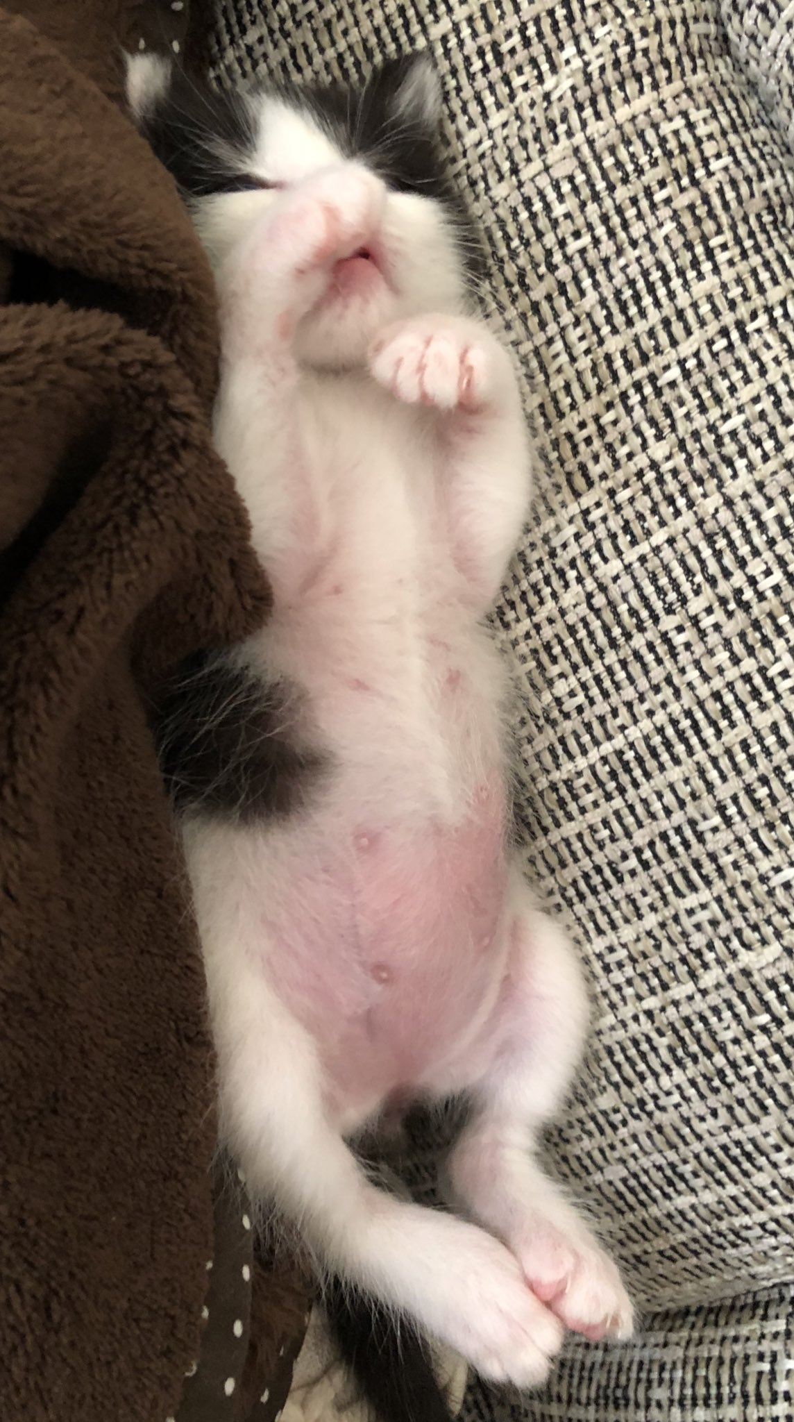 ハチワレ猫の信玄さん 触らせてくれる時 信玄さん のヘソを探してみてるけど なかなか見つからない 赤ちゃんの時の 方が臍の緒わかるかな とお腹丸出しので観察の巻 ピンクでポッコリ感に癒されるぅ だからヘソはどこよ ハチワレ猫の信玄さん