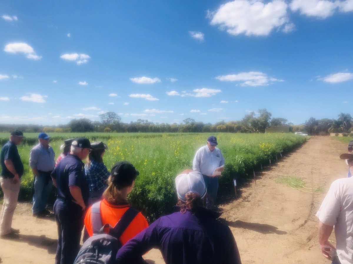 floyds63's tweet photo. Inoculation trials conducted by @DavidGrayAglink Brookton Rural Traders trial site. Comparing Easy Rhiz,Nodulator, Double Peat, ALOSCA, Tag Team for Nodulation &amp; Yield @NeilBallard7 talking at Jurien Lupins &amp; Volga vetch. #showusyaNods #localtrials #pulses #legumes https://t.co/EQeJsj9RSq