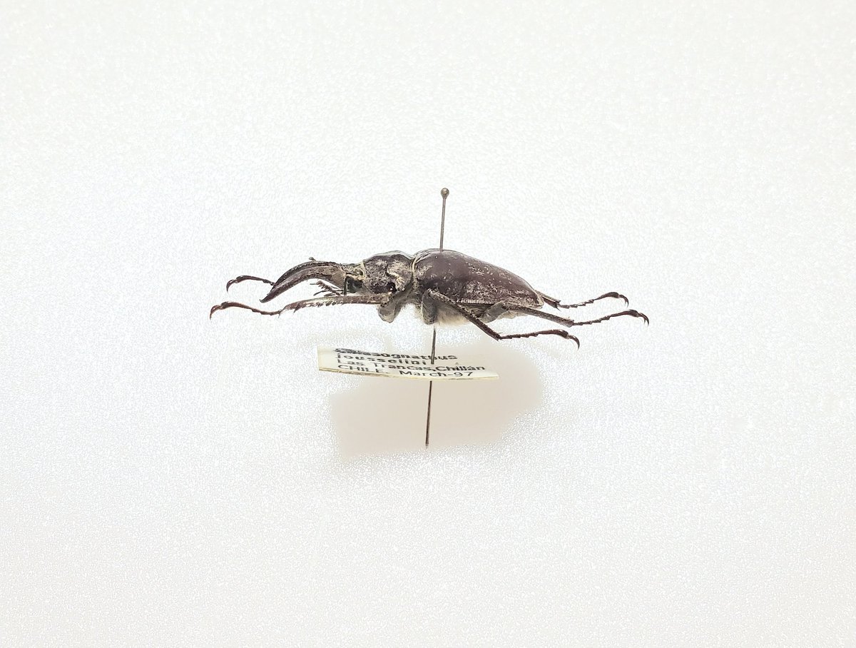 Chiasognathus jousselini 37.0㎜ ジュッセリンコガシラクワガタ チリ