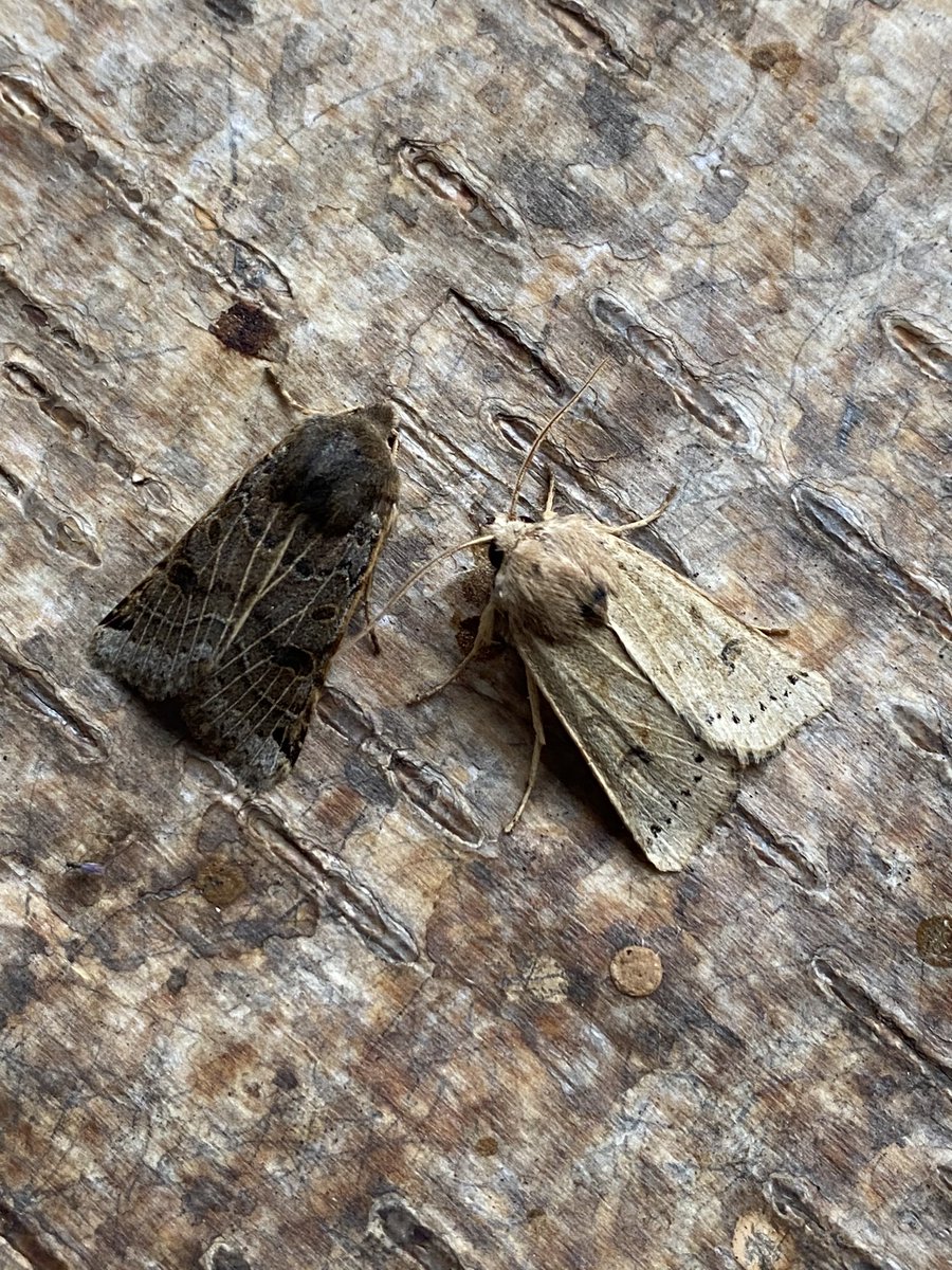 77 of 17 this morning. Sallow & Lunar Underwings were nfy. @BritishMoths @BC_Lincolnshire @LincsWildlife @LincsNaturalist