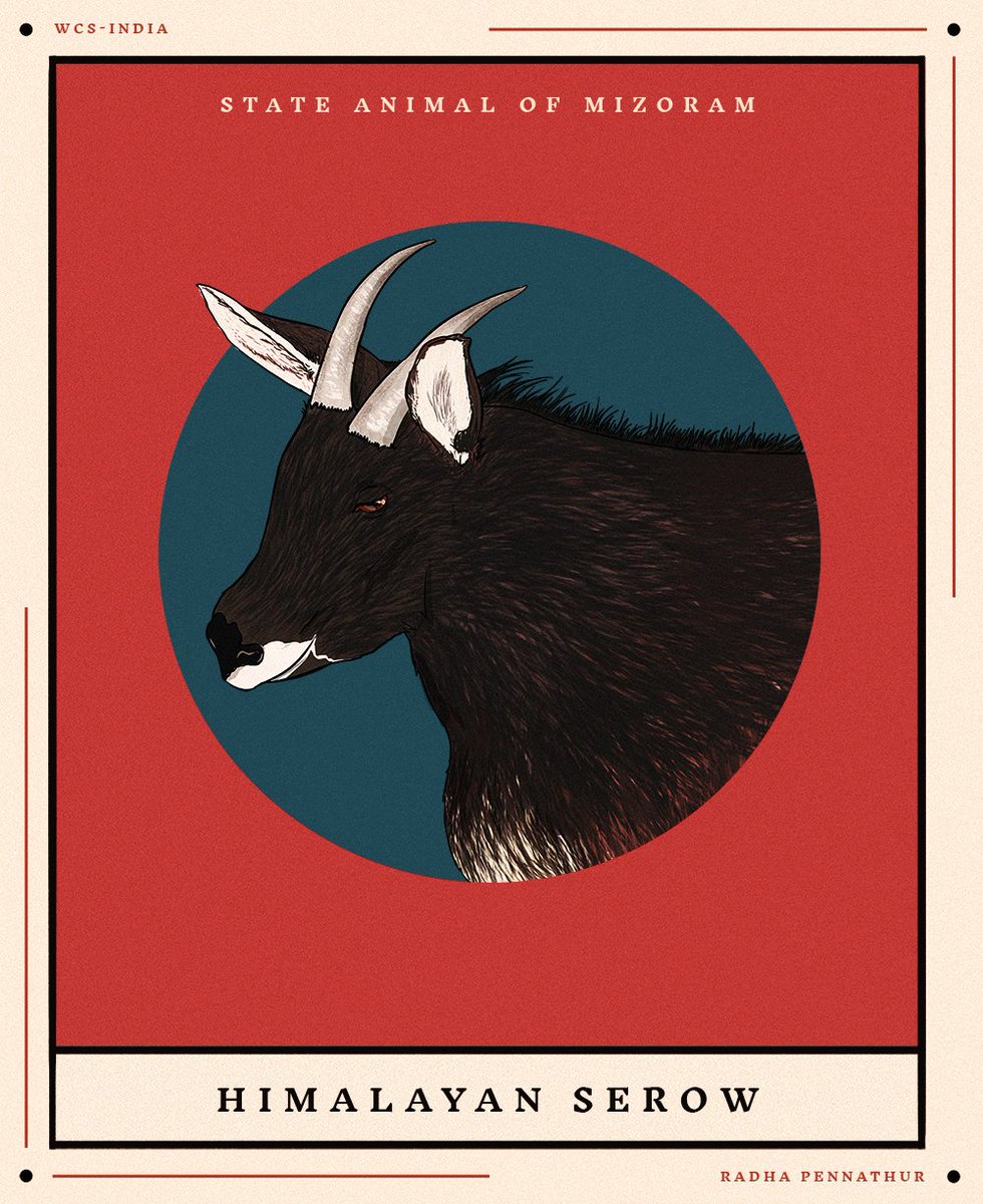 WCSIndia's tweet image. How many of the #Mizoram #statesymbols can you name This week in our #StateSymbolsOfIndia series, we present you the beautiful state symbols from there.

#Art: Radha Pennathur

1/2

#wildlife #nature #art #wildlifeart #illustration #artists #flowers #trees #animals #birds #fish