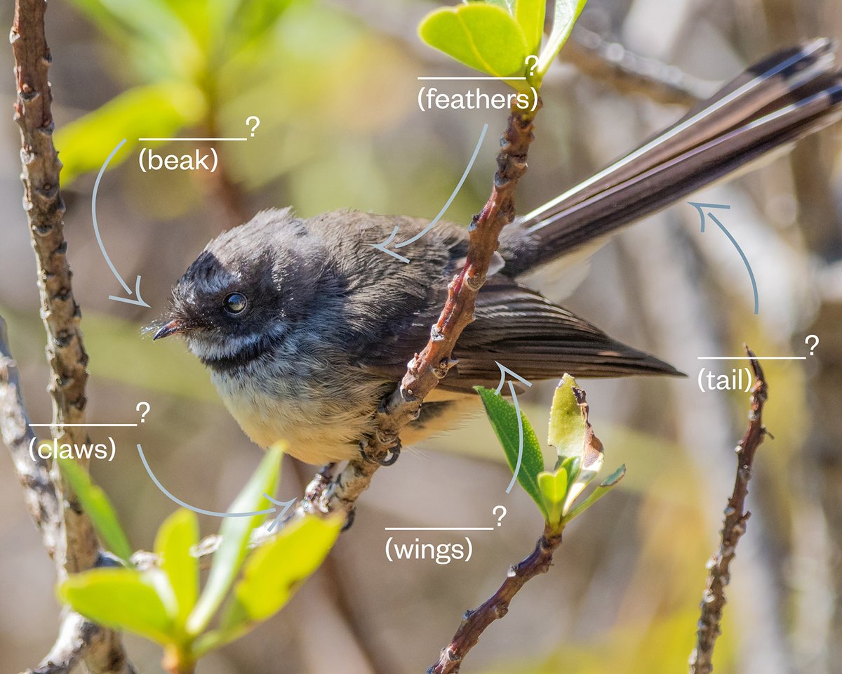 For #TeWikiOTeReoMāori we have set a challenge! Can you name the features of our #native #birds in te reo? Tell us the names for its beak, wings, claws, feathers, tail and anything else you can name! Share with us your answers below!
📸 by James Gow #RotoroaIsland #Conservation