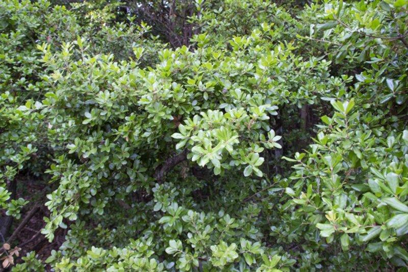 文一総合出版 公式 シマエナガ本出たよ ウバメガシは乾燥や刈り込みに強いことから街路樹などとしてもよく使われ その材は密で硬いことから 特に 備長炭 の材料となることでよく知られています 誕生木 T Co S3dwpviq9j 文一総合出版 公式 シマエナガ本出たよ ウバメガシは乾燥や刈り込みに強いことから街路樹などとしてもよく使われ その材は密で硬いことから 特に 備長炭 の材料となることでよく知られています 誕生木 T Co S3dwpviq9j