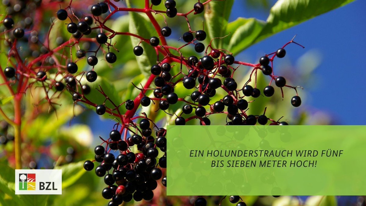 BZL_aktuell's tweet photo. Im August und #September sind die schwarzen Steinfrüchte des #Holunders reif.
Wenn Sie diese ernten, achten Sie darauf, dass die Früchte voll ausgefärbt sein müssen. Unreife Früchte sind, durch das darin enthaltene Sambunigrin, giftig❌.
#ObstGemüseJahr https://t.co/mKFAGtAmpr