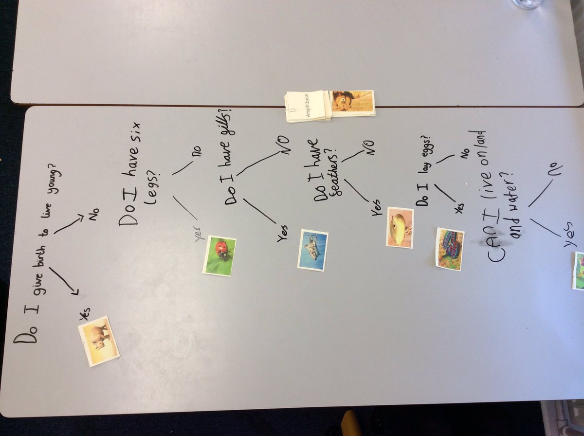 Last week, 6M began classifying animals based on their characteristics. We used our tables in class for extra space. Today we will be classifying something a little different. Keep your eyes peeled for more. #KingsleyScience #KingsleyScientist