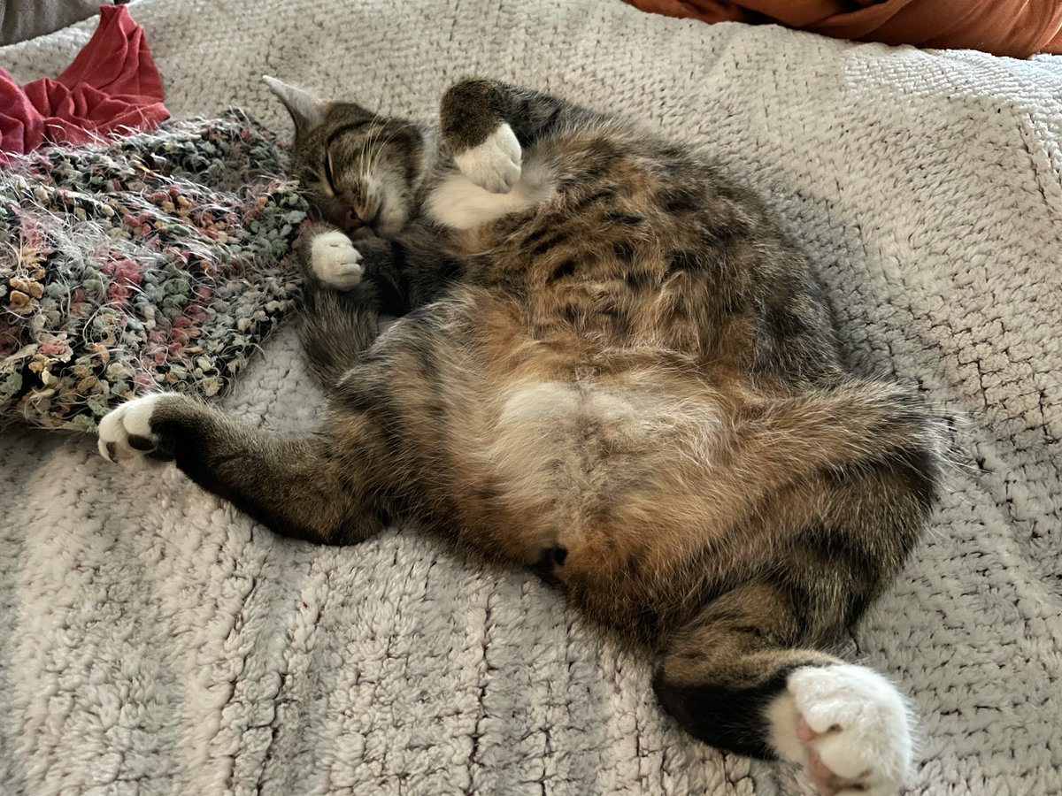 KittehBit tweet media