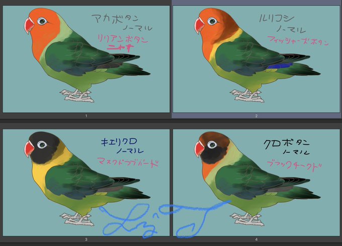 ボタンインコのtwitterイラスト検索結果 ボタンインコのtwitterイラスト検索結果