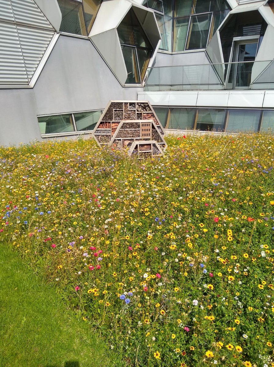 CovUniSust's tweet image. Over the next 10 days we will taking you on a sustainability tour around Coventry University. We&apos;re kicking off with our bug boxes! Made from recycled materials, they mimic natural habitats  for insects to shelter and nest. How many have you spotted? 🐜🐝🐞🦗🕷️💚