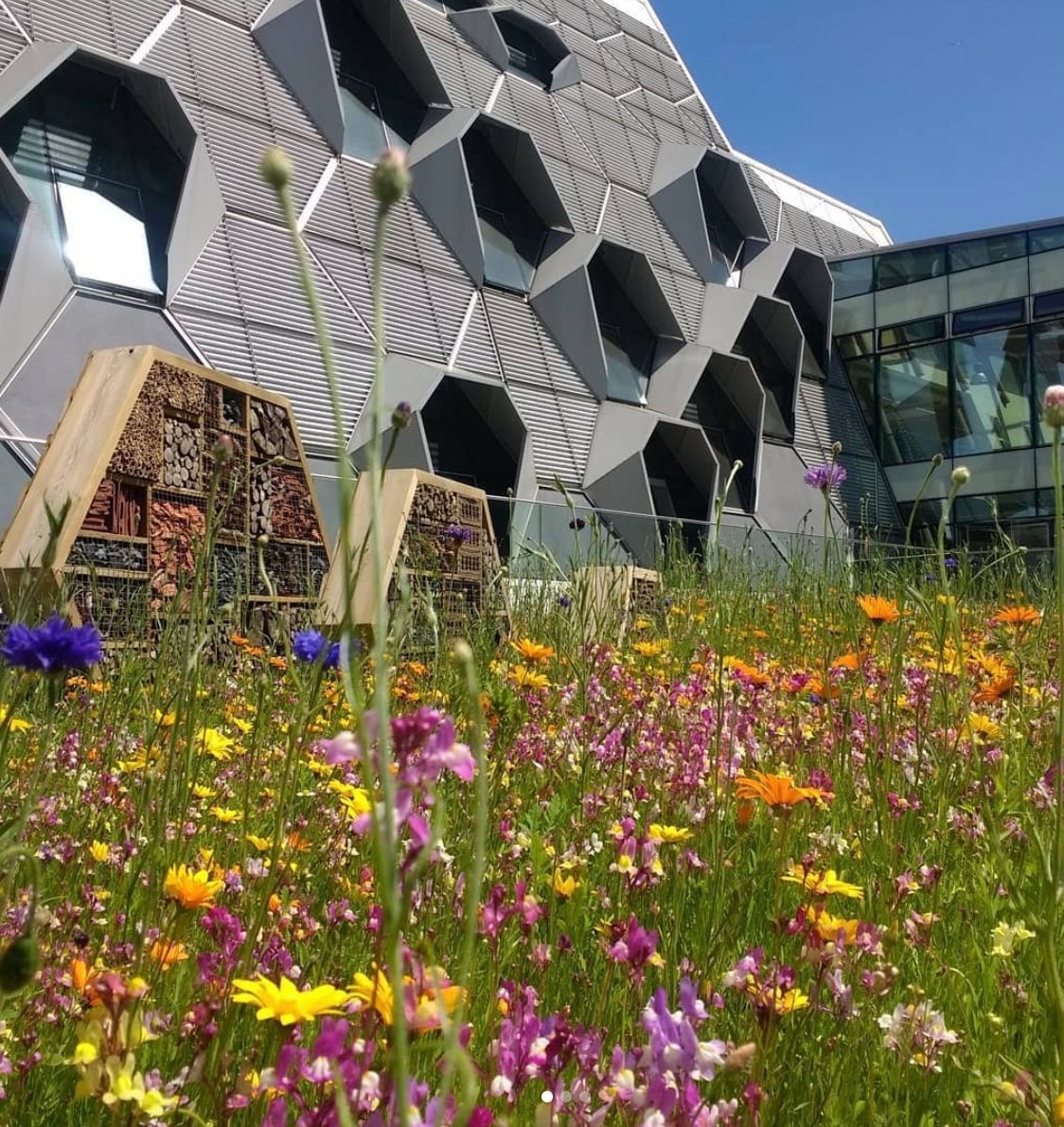 CovUniSust's tweet image. Over the next 10 days we will taking you on a sustainability tour around Coventry University. We&apos;re kicking off with our bug boxes! Made from recycled materials, they mimic natural habitats  for insects to shelter and nest. How many have you spotted? 🐜🐝🐞🦗🕷️💚