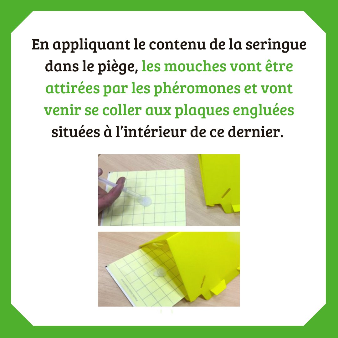 GreenControl_'s tweet image. Pour protéger vos cultures de la mouche de la carotte 🥕, Green Control offre une solution efficace, écoresponsable et durable sur green-control.fr

#biocontrol #bio #ecoresponsable #carotte #greencontrol #jardinage #agriculture #ravageurs