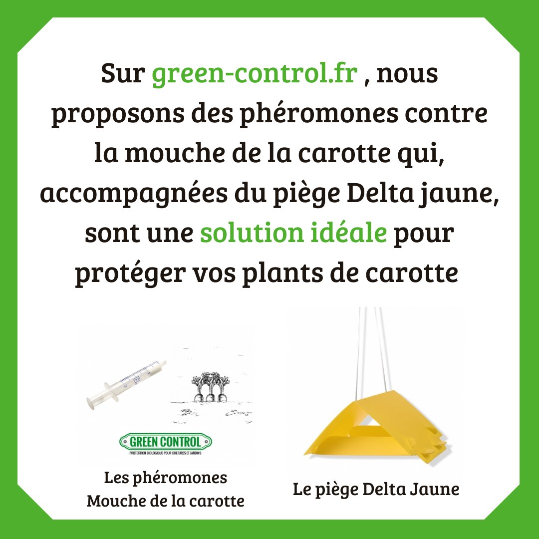 GreenControl_'s tweet image. Pour protéger vos cultures de la mouche de la carotte 🥕, Green Control offre une solution efficace, écoresponsable et durable sur green-control.fr

#biocontrol #bio #ecoresponsable #carotte #greencontrol #jardinage #agriculture #ravageurs