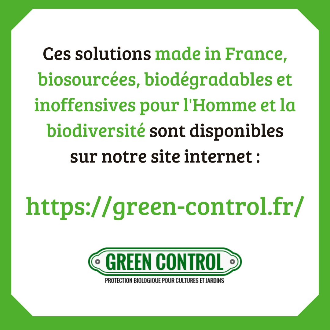 GreenControl_'s tweet image. Pour protéger vos cultures de la mouche de la carotte 🥕, Green Control offre une solution efficace, écoresponsable et durable sur green-control.fr

#biocontrol #bio #ecoresponsable #carotte #greencontrol #jardinage #agriculture #ravageurs