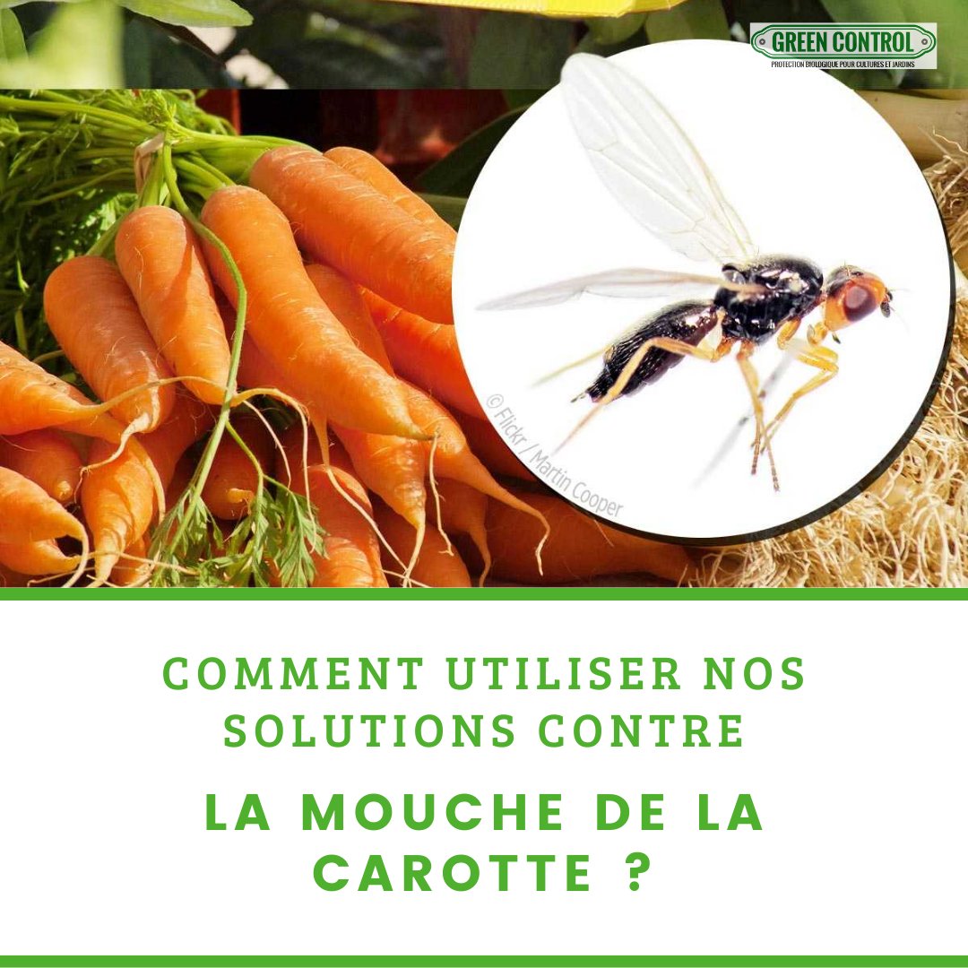 GreenControl_'s tweet image. Pour protéger vos cultures de la mouche de la carotte 🥕, Green Control offre une solution efficace, écoresponsable et durable sur green-control.fr

#biocontrol #bio #ecoresponsable #carotte #greencontrol #jardinage #agriculture #ravageurs