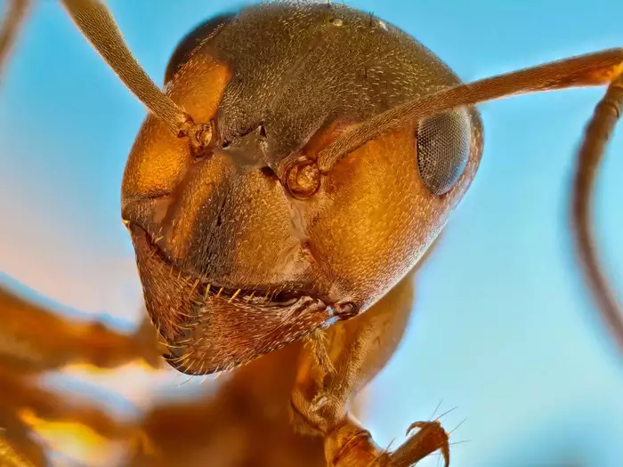 BiIndia's tweet photo. Other notable images also show minuscule critters up close, like this red forest ant.

(Dr. Fred Terveer/Nikon Small World)

#photography #science https://t.co/kGVLgqipSz