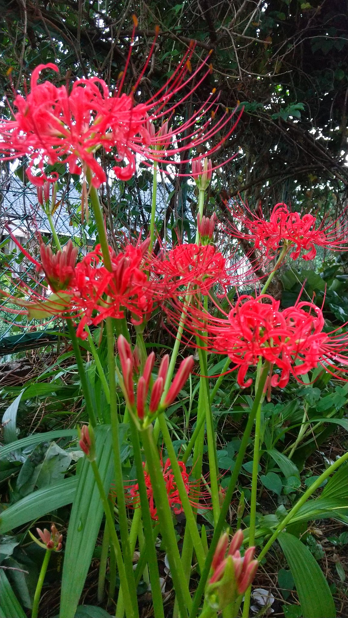 レオン 裏庭も すっかり秋模様 アケビ科 トキワアケビ ムベとも言います 開花は４月 ５月 果実は１０月頃 紫色に熟しますがアケビの様に割れません 大きく口を開けて笑う様に見えるアケビ 口を閉じ可愛らしく微笑むかの様に見えるムベ 花言葉は 愛嬌