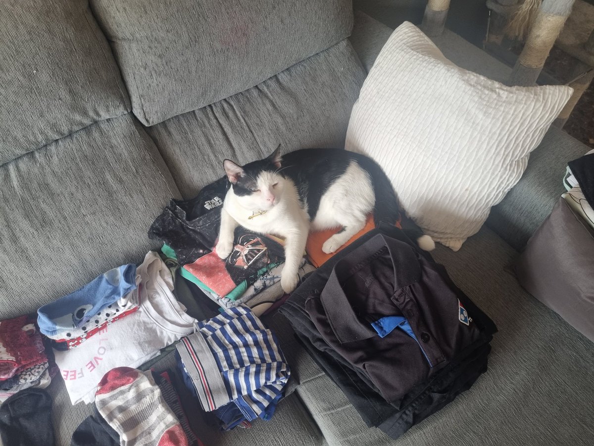 Cluthulhu's tweet photo. Los #MiniAsgardians son muy apañados con los #Querehaceres de la casa.
De hecho, a #Thor le gusta ayudar con la #colada. O, dormir sobre ella, pero bueno.
#CatsOfTwitter #cats #chores #laudry https://t.co/NQwtse5AeF