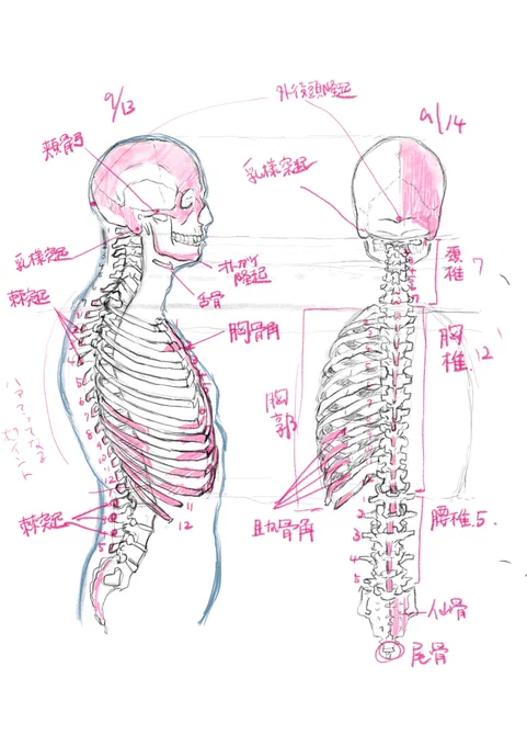やっと体幹の骨格ページが終わった(本当は左右肋骨描かれてるけど、心が折れる)
次は腕の骨格 