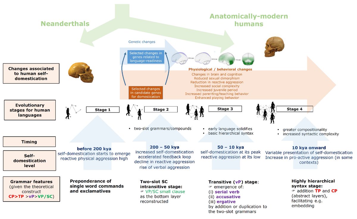 The story can be more interesting... 
People with SZ exhibit exaggerated features of human self-domestication
karger.com/Article/Abstra…
Self-domestication has been hypothesized to have contributed significantly to the evolution of modern languages
sciencedirect.com/science/articl…