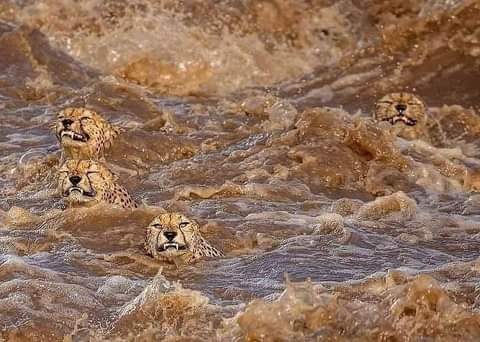 WildfriendsUG's tweet photo. A coalition of cheetahs crossing the #MasairRver - the same place crocodiles arrest #wildebeasts and #zebras! Good news? They all made it without being arrested. #GreatMigration
📸BuddhiliniDe Soyza
#MasaiMara #Leopards #VisitEastAfrica
#MasaiRiver #Africansafaris #VisitUganda https://t.co/UaC9Hi08hB