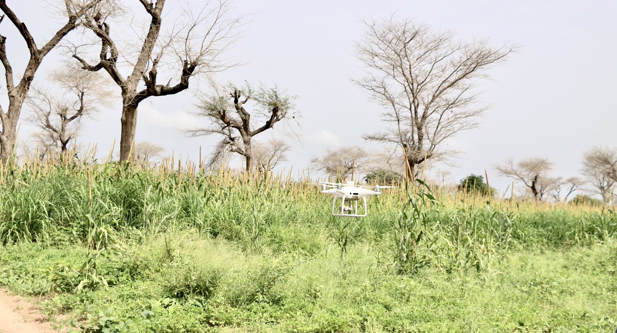 LerouxLouise4's tweet photo. Cropping season is still running πΎour #LeafArea πΏ experiments as well - thks to our Master @EcoleEnsa #UGB and PhD students funding by @SustainSahelEU and @Cirad ELISA projects! @MansourDiene5 @Csesenegal #Senegal #digitalagronomy https://t.co/xorJD258HL