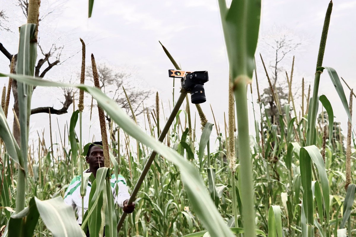 LerouxLouise4's tweet photo. Cropping season is still running πΎour #LeafArea πΏ experiments as well - thks to our Master @EcoleEnsa #UGB and PhD students funding by @SustainSahelEU and @Cirad ELISA projects! @MansourDiene5 @Csesenegal #Senegal #digitalagronomy https://t.co/xorJD258HL