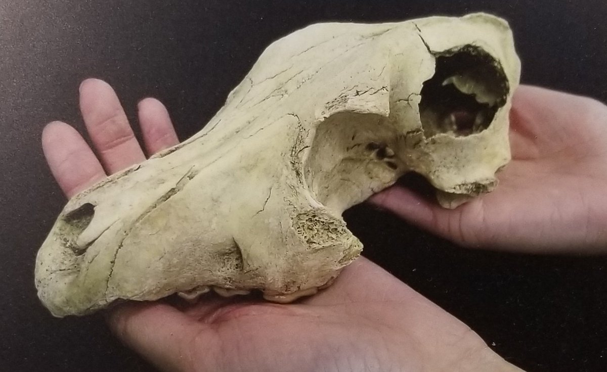 オホーツクミュージアムえさし Okhotskmuseum Twitter