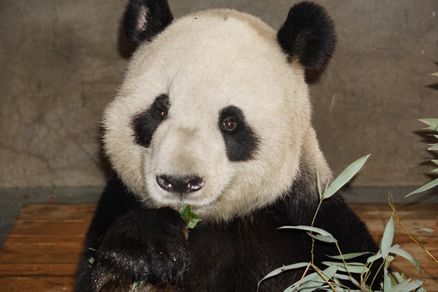 Six years ago we published a paper in <a href="/ScienceMagazine/">Science Magazine</a>  on the remarkable low metabolism of the giant panda. 
science.org/doi/abs/10.112…

Now we extended this work in an interesting way...
full story follows.